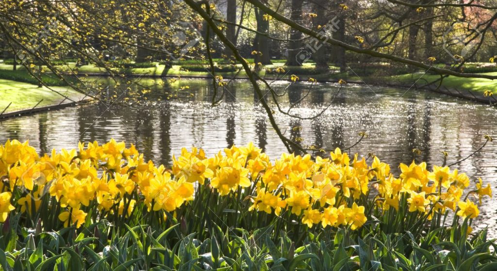 a host of golden daffodils, beside a lake, beneath the trees.